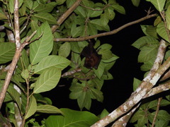 Pteropus admiralitatum