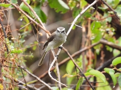 Ochthoeca leucophrys