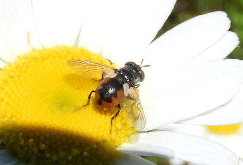 Gymnosoma par