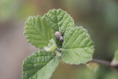 Pantomorus albosignatus