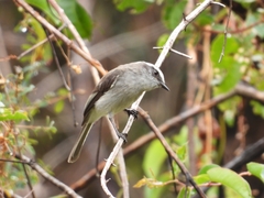 Ochthoeca leucophrys