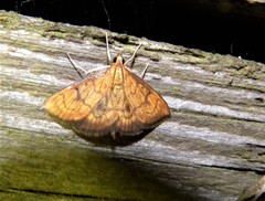 Ecpyrrhorrhoe rubiginalis