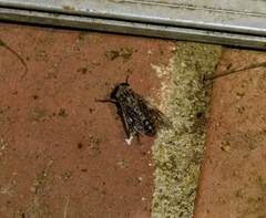 Tabanomorpha
