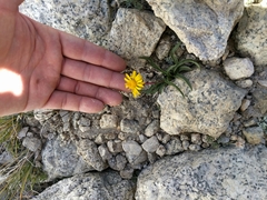 Pyrrocoma apargioides