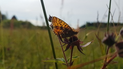 Boloria aquilonaris