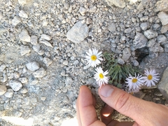 Erigeron vagus