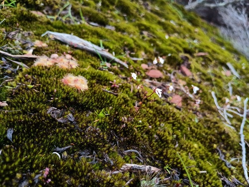 Stylidium androsaceum (Stylidium androsaceum)