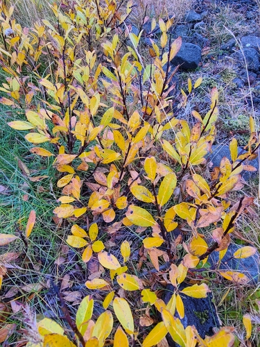 vŕba černastá (Salix myrsinifolia)