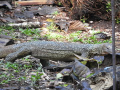 Varanus indicus