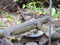 Varanus indicus