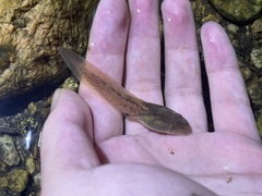 Ye's Spiny-Vented Frog photo 3