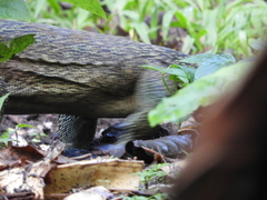 Varanus indicus