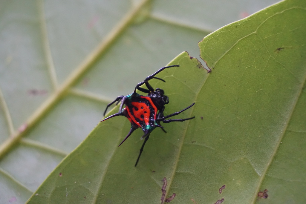 Gasteracantha regalis