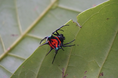 Gasteracantha regalis
