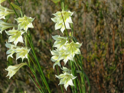 Image of Ever-Flowering Gladiolus (Gladiolus tristis) by (c) sharndreheuvel, some rights reserved (CC BY-SA)