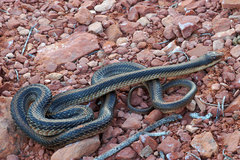 Salvadora hexalepis hexalepis