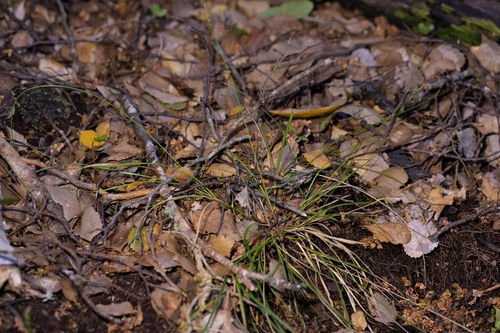 Image of Carex zotovii by (c) Christopher Stephens, some rights reserved (CC BY-SA)