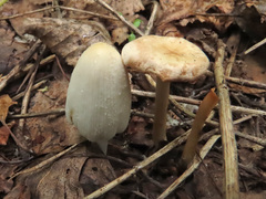 Coprinellus xanthothrix