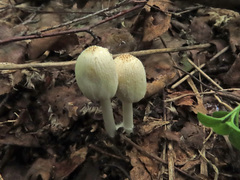 Coprinellus xanthothrix