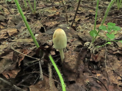 Coprinellus xanthothrix