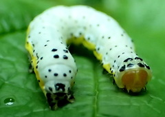 Pyrrhia