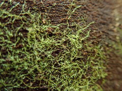 Cephalozia bicuspidata