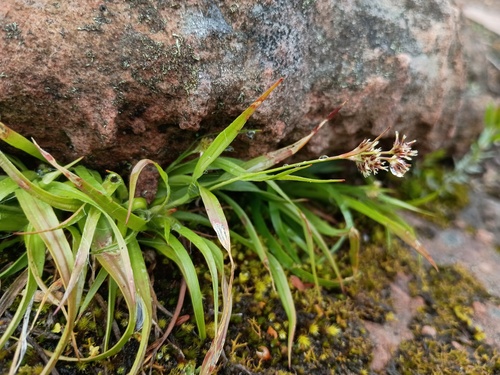 Luzula meridionalis, photograph 5