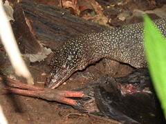Varanus indicus