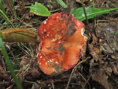 Russula velenovskyi