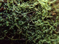 Cephalozia bicuspidata