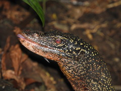 Varanus indicus