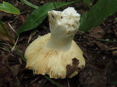 Russula velenovskyi