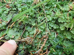 Pellia neesiana