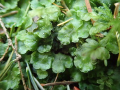 Pellia neesiana