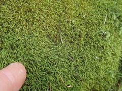 Claopodium whippleanum