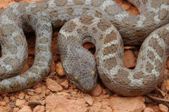 Hypsiglena chlorophaea