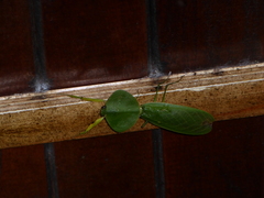 Choeradodis rhombicollis