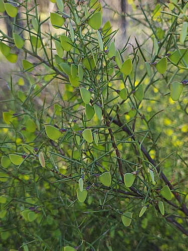 Image of Daviesia genistifolia by (c) jaimshae, some rights reserved (CC BY)