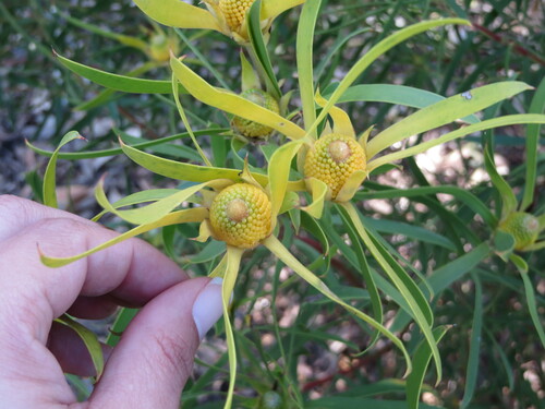 Image of Leucadendron meridianum by (c) sharndreheuvel, some rights reserved (CC BY-SA)
