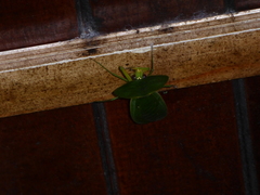 Choeradodis rhombicollis