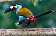 Andigena laminirostris