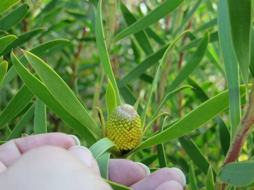 Image of Leucadendron meridianum by (c) sharndreheuvel, some rights reserved (CC BY-SA)