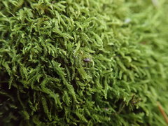 Claopodium whippleanum