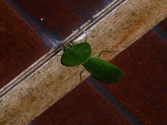 Choeradodis rhombicollis