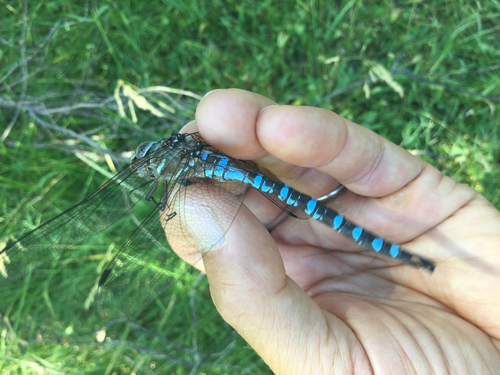 iNaturalist observation photo of Walker's Darner
