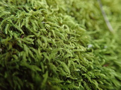 Claopodium whippleanum