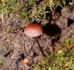 Mycena kurramulla