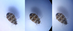 Anthrenus
