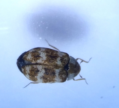 Anthrenus