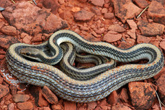 Salvadora hexalepis hexalepis